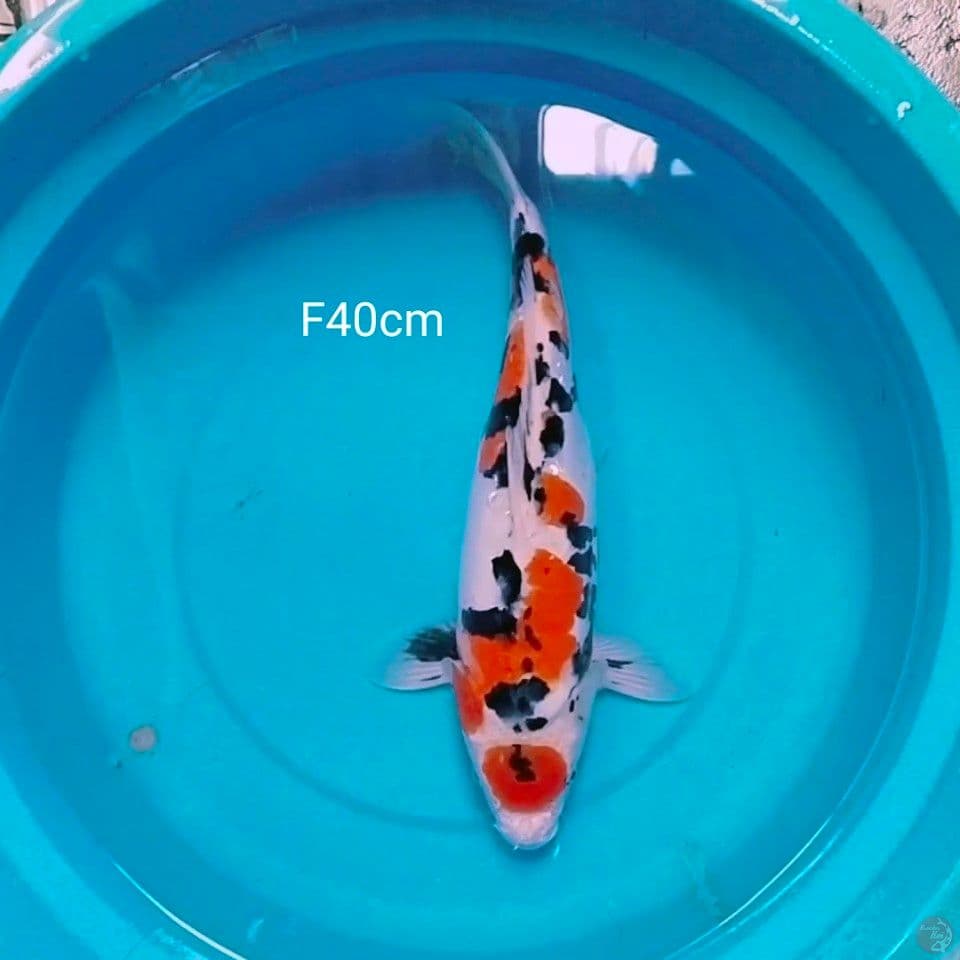 doitsu 40cm