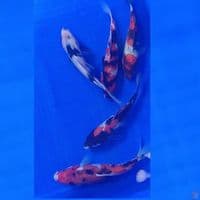 SHOWA SHIRO 16-17CM