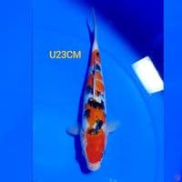 SANKE U23CM