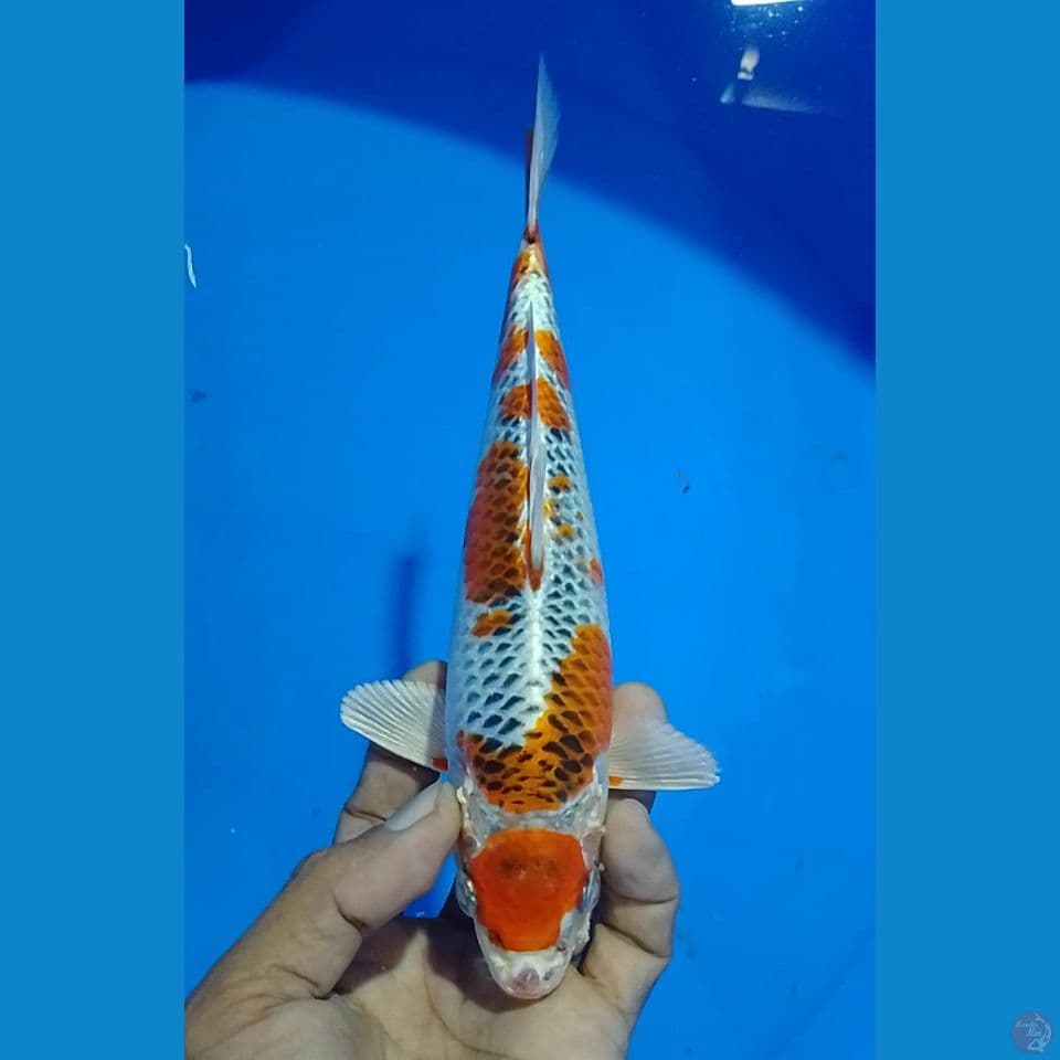 maruten kujaku 21cm