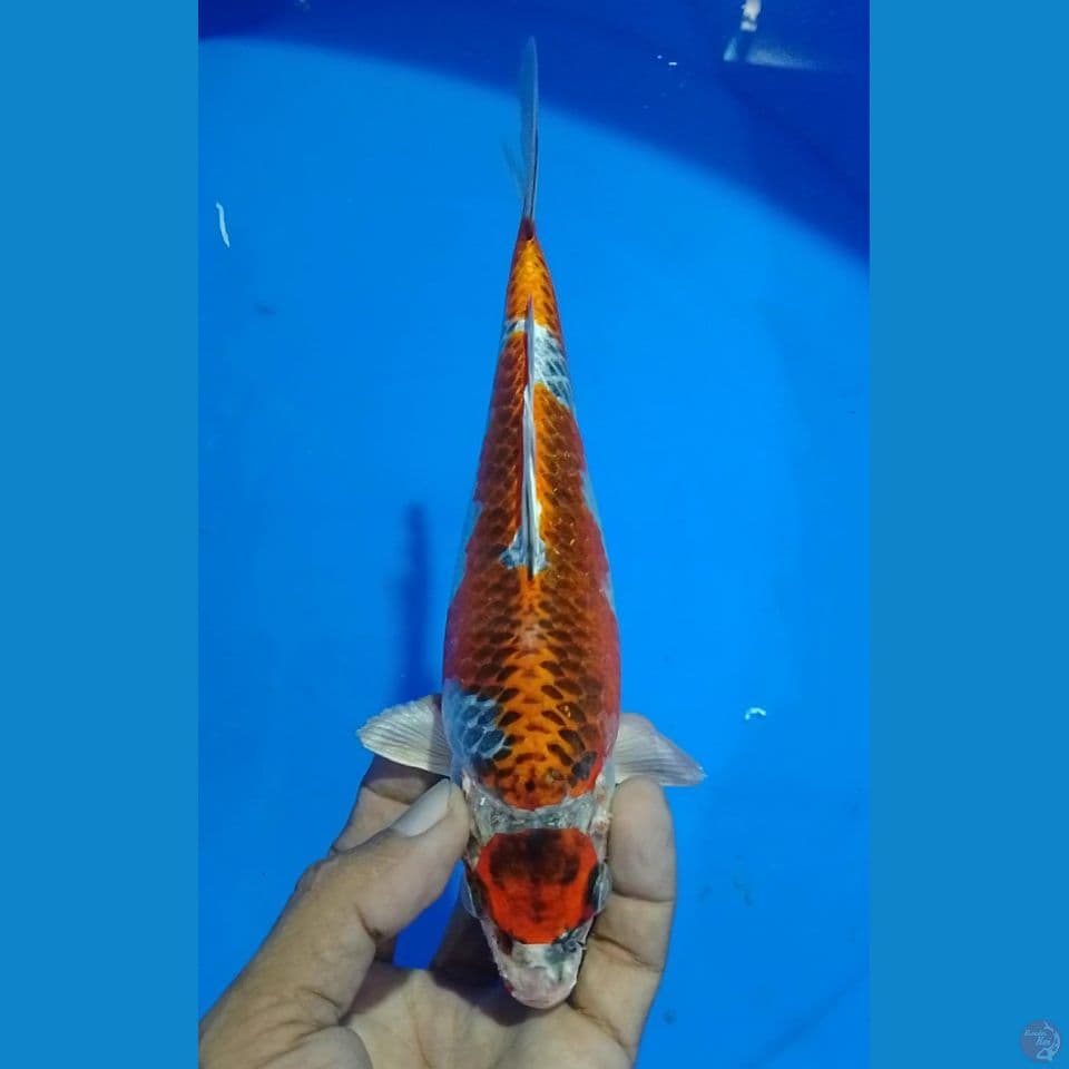 maruten kujaku bulky 20cm