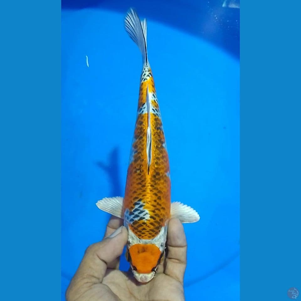 kujaku maruten 23cm
