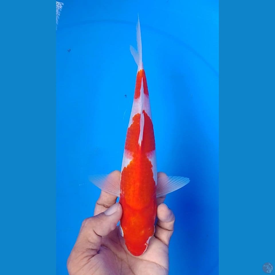 kohaku bahan cating 24cm