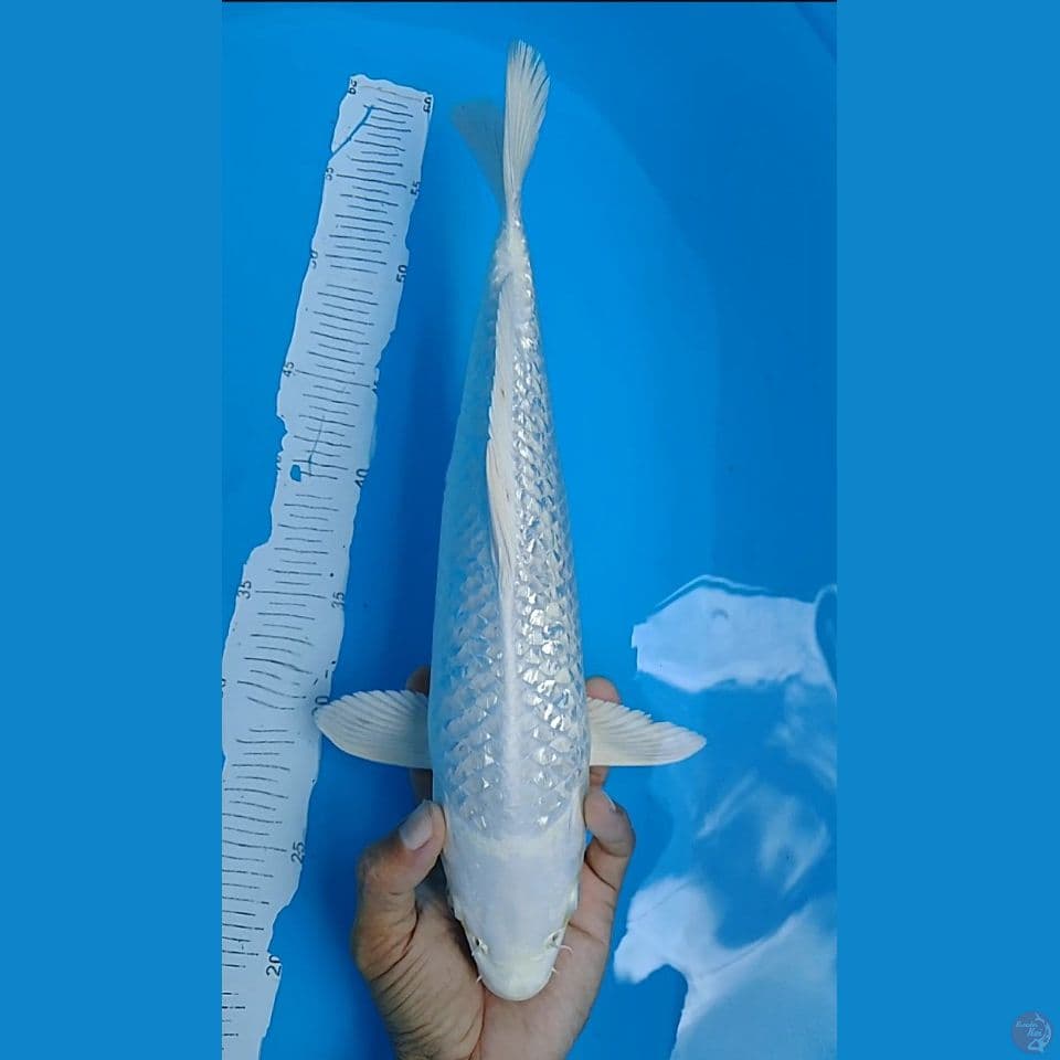 platinum gindrin 35cm