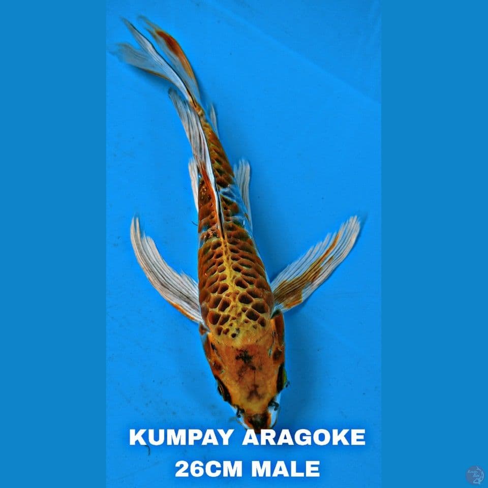 kumpay 26cm