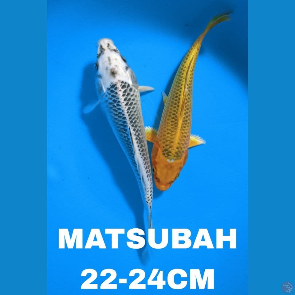 MATSUBAH 22-24