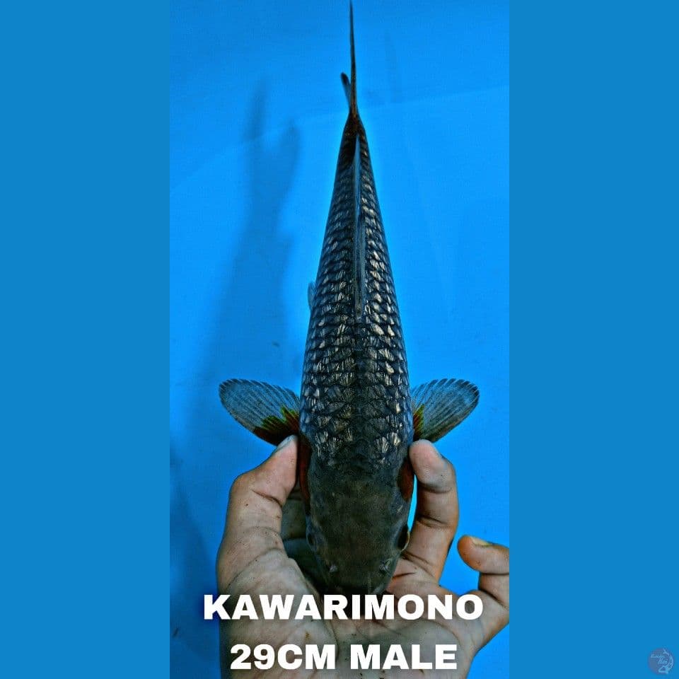 KAWARIMONO 29cm