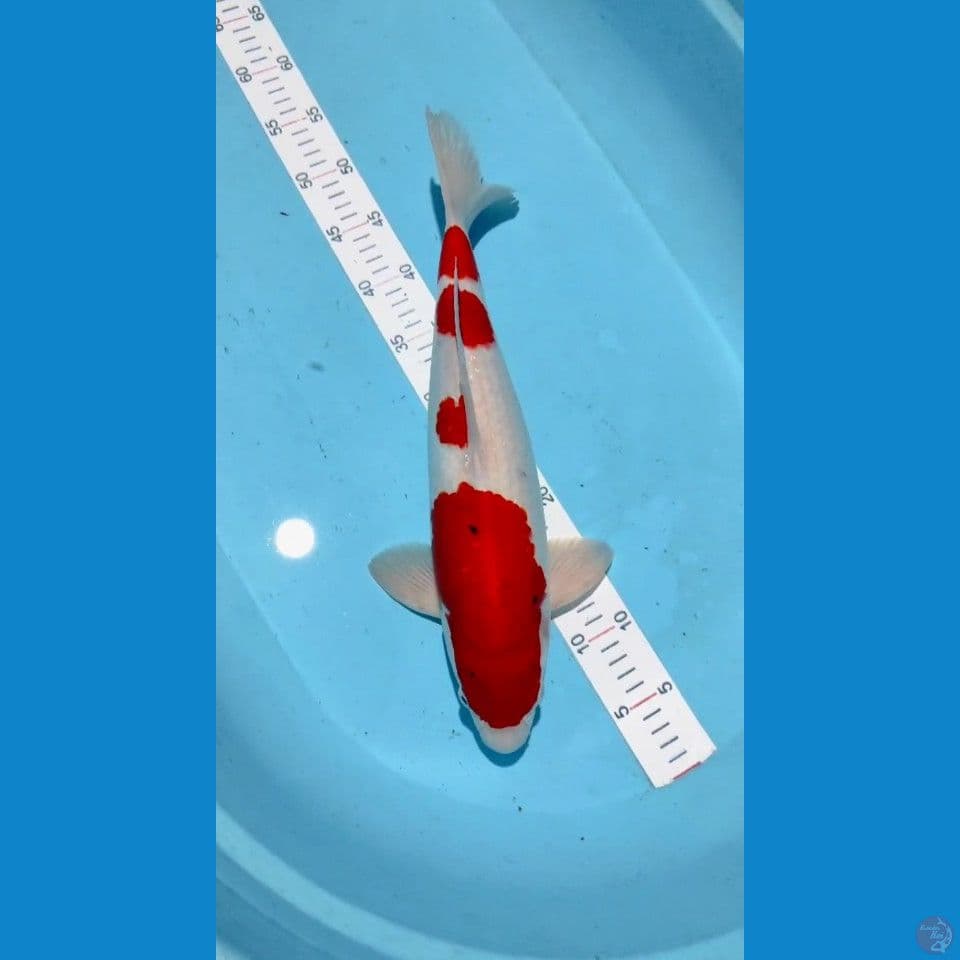 Kohaku Jantan 45cm