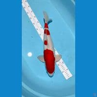 Kohaku Jantan 45cm