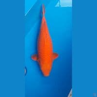 red karashi 51 cm good fukurin