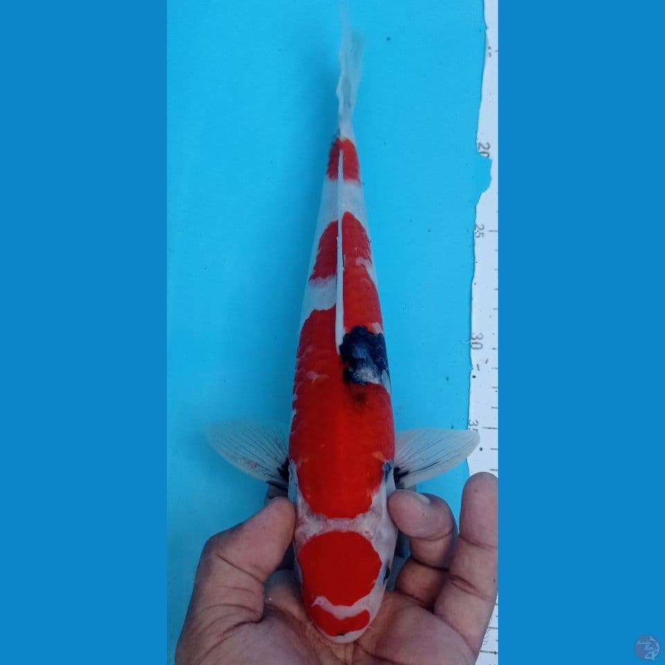 showa slank 30