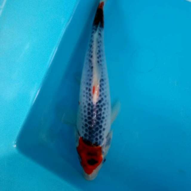 Maruten goshiki