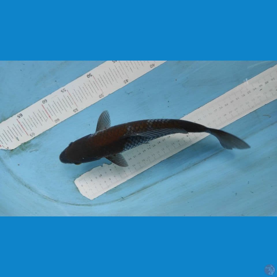 ochina 30cm jantan