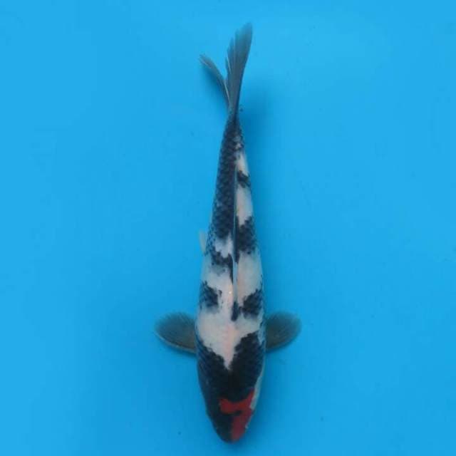 Tancho Showa 25cm