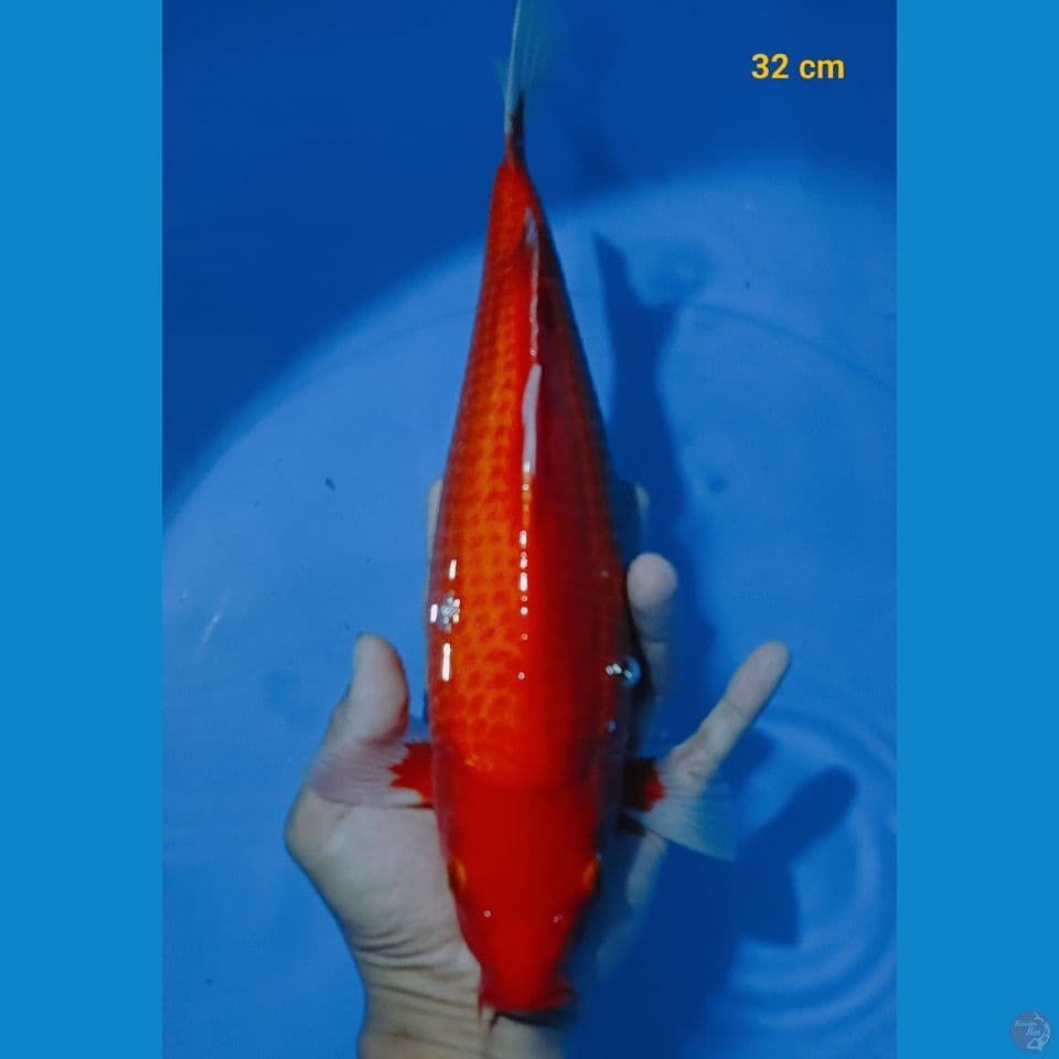 akahajiro 32 cm