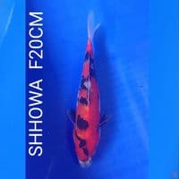 SHOWA F20VM