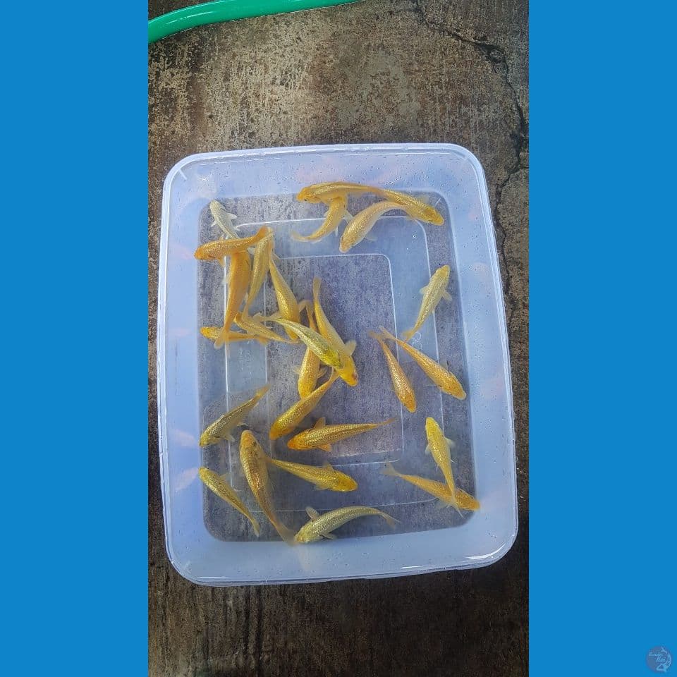 bahan karasi midori ginrin