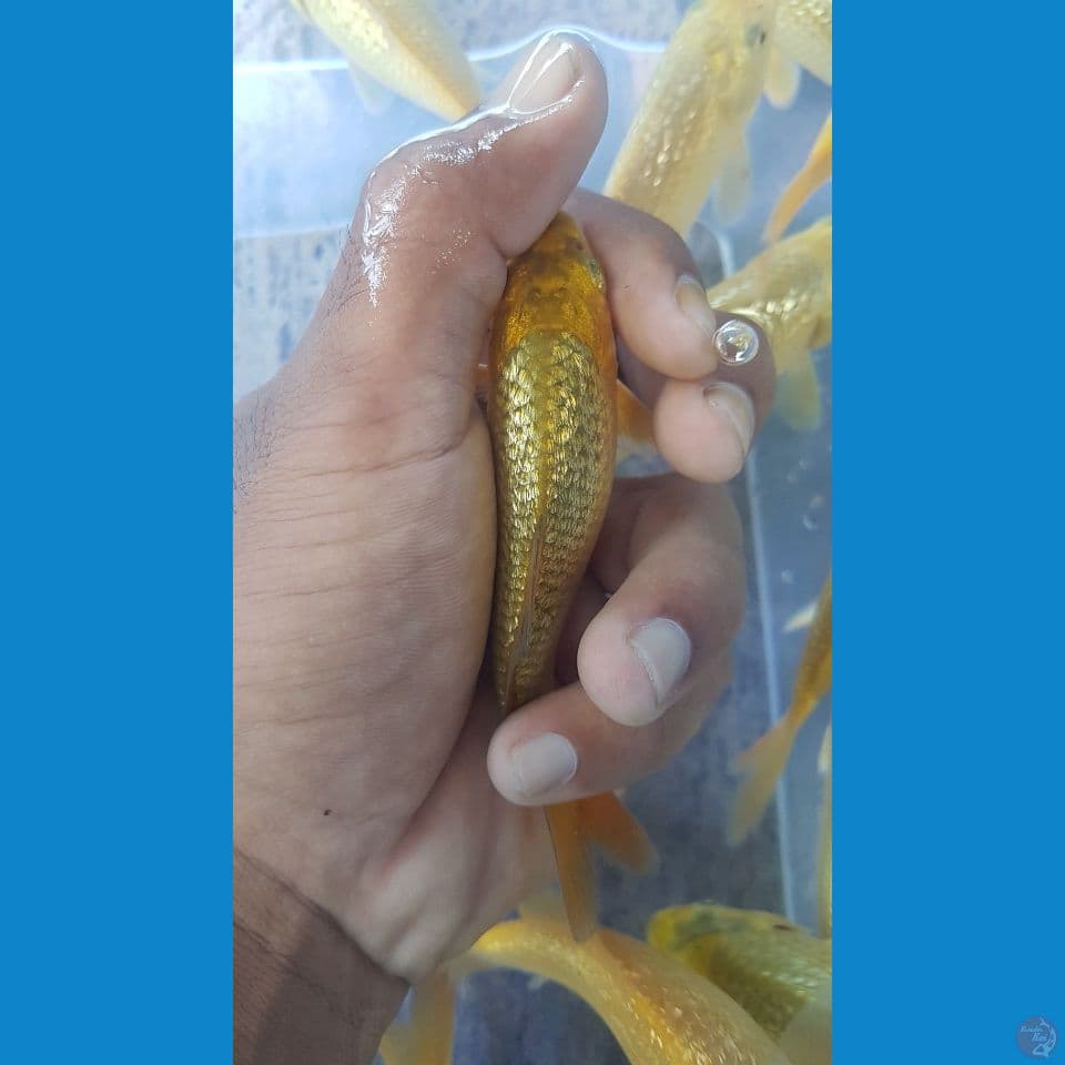 bahan karasi midori ginrin