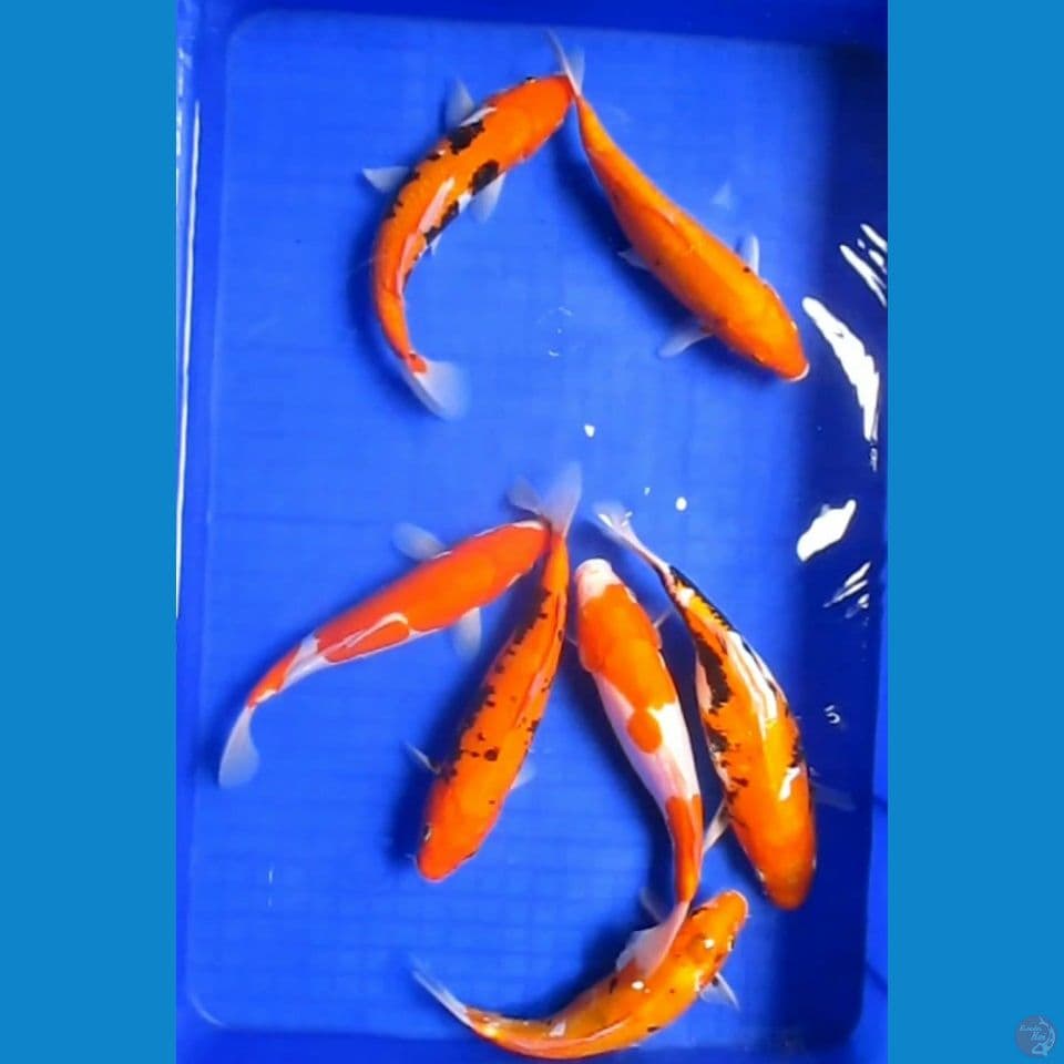 Paket Doitsu 7 Ekor 24/25cm