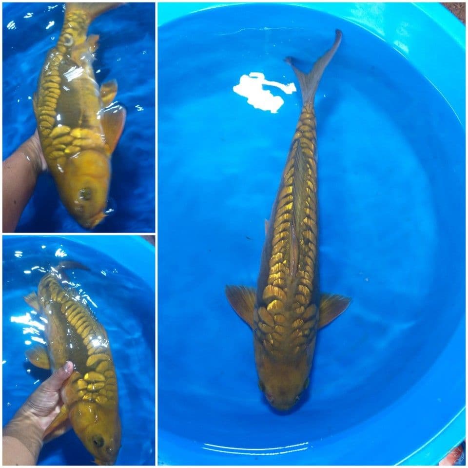 Ginrin Aragoke 50 cm/Male