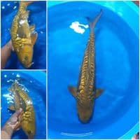Ginrin Aragoke 50 cm/Male