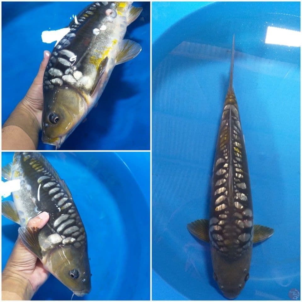 Aragoke Ginri 46 cm/Jantan