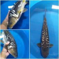 Aragoke Ginri  46 cm/Jantan