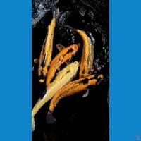 sk banana