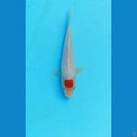 Tancho 16cm