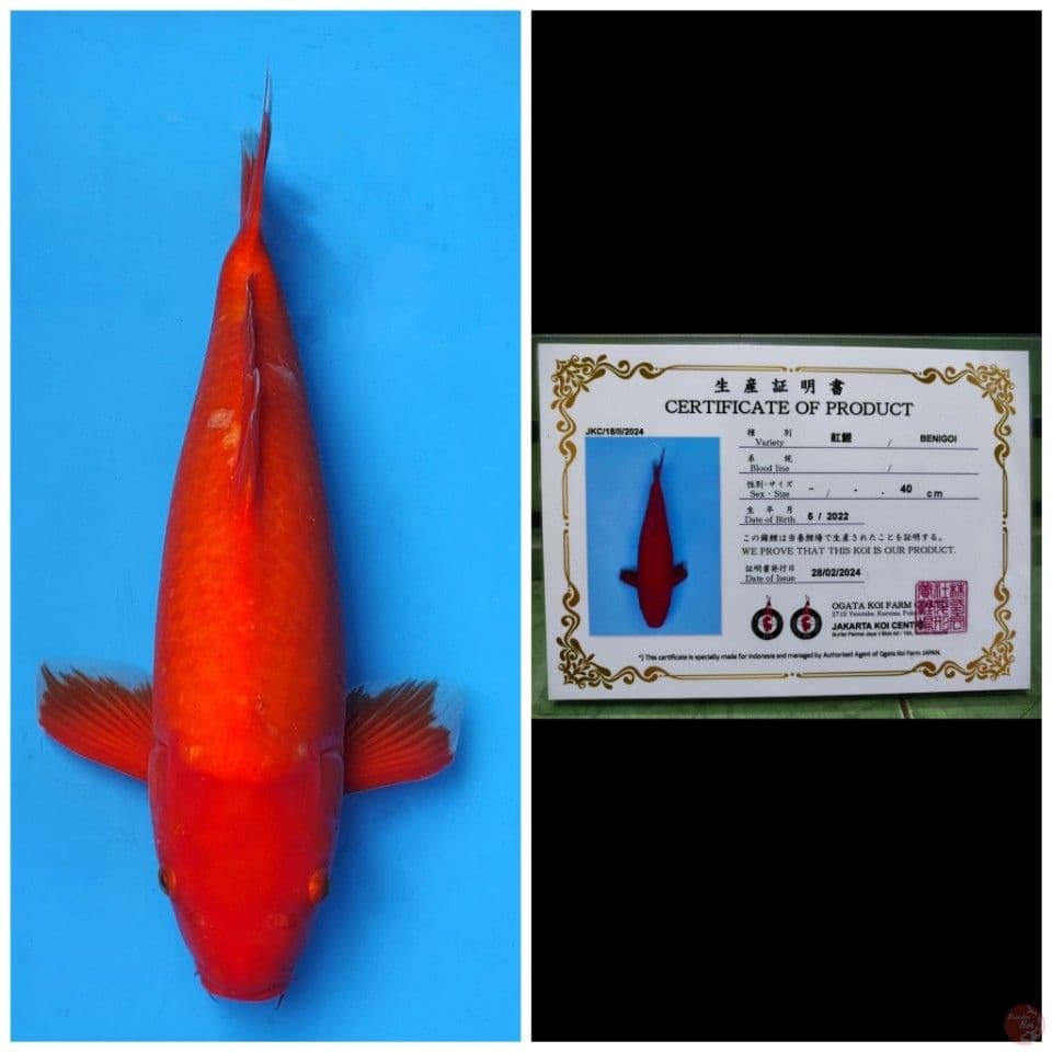 Ogata Benigoi