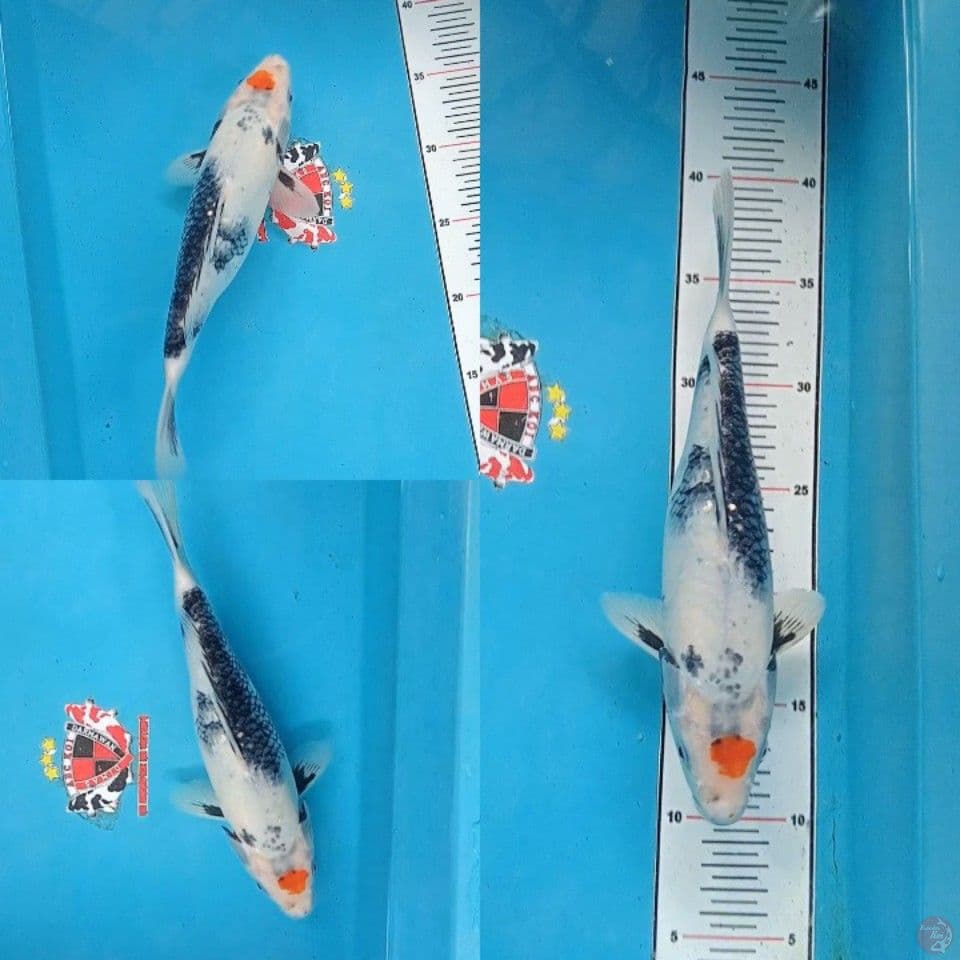 Tancho Kage Showa 35 cm