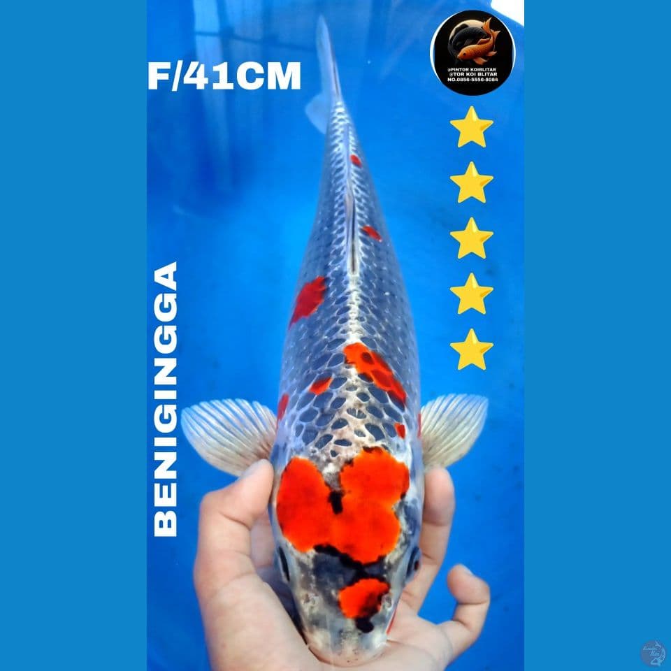 BENIGINGGA F/41CM