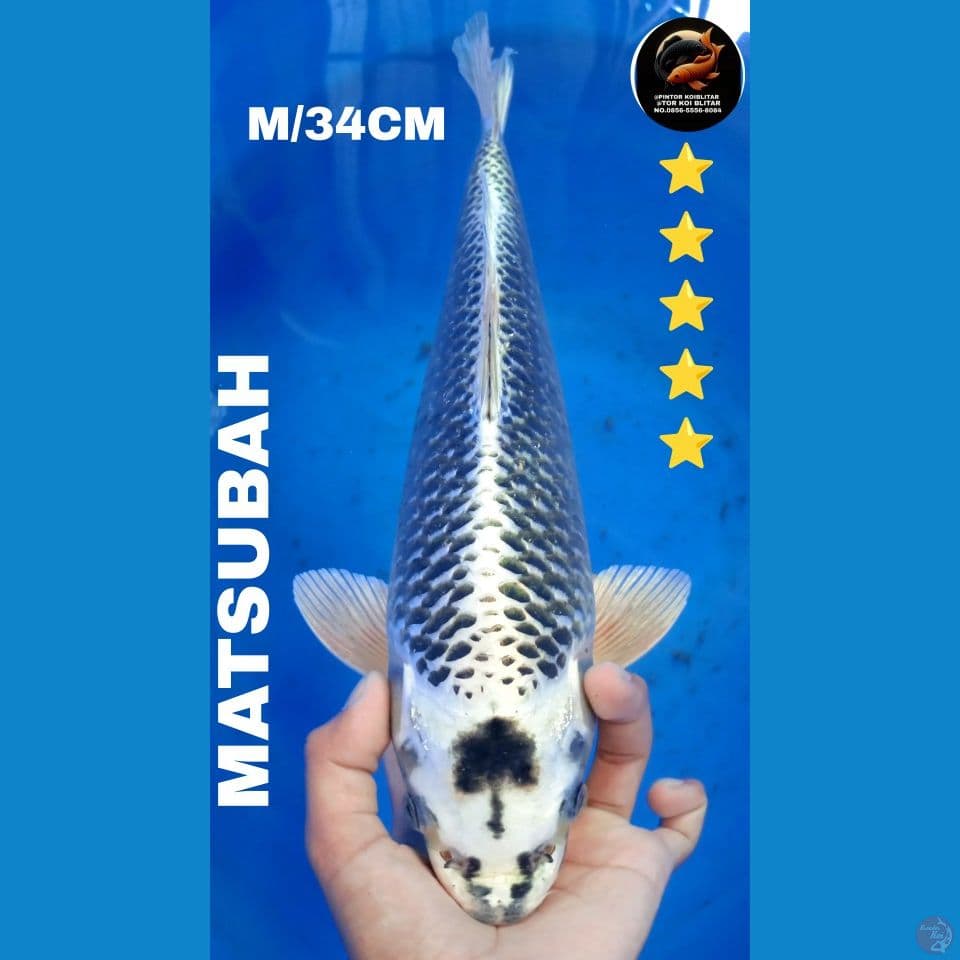 MATSUBAH M/34