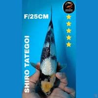 shiro 25cm