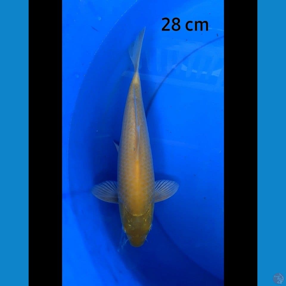 Karashi 28 cm