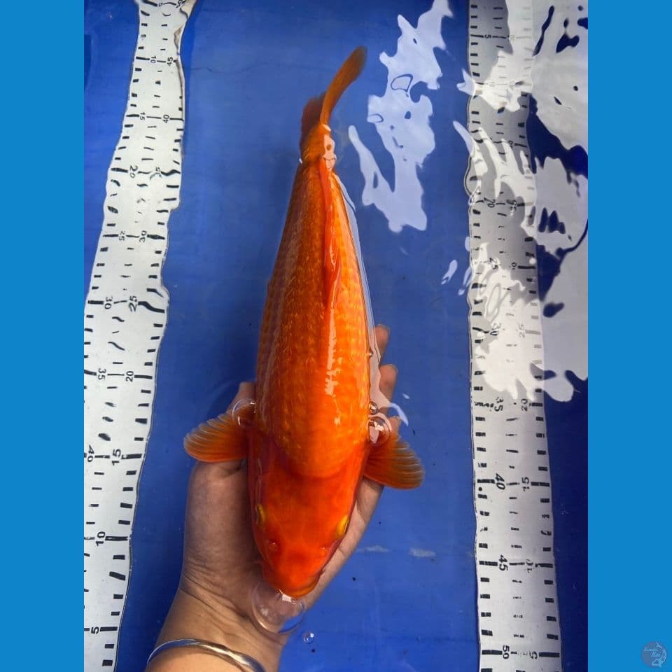 red karashi punuk