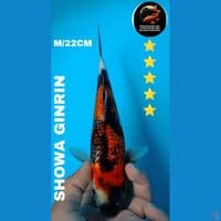 showa 22cm