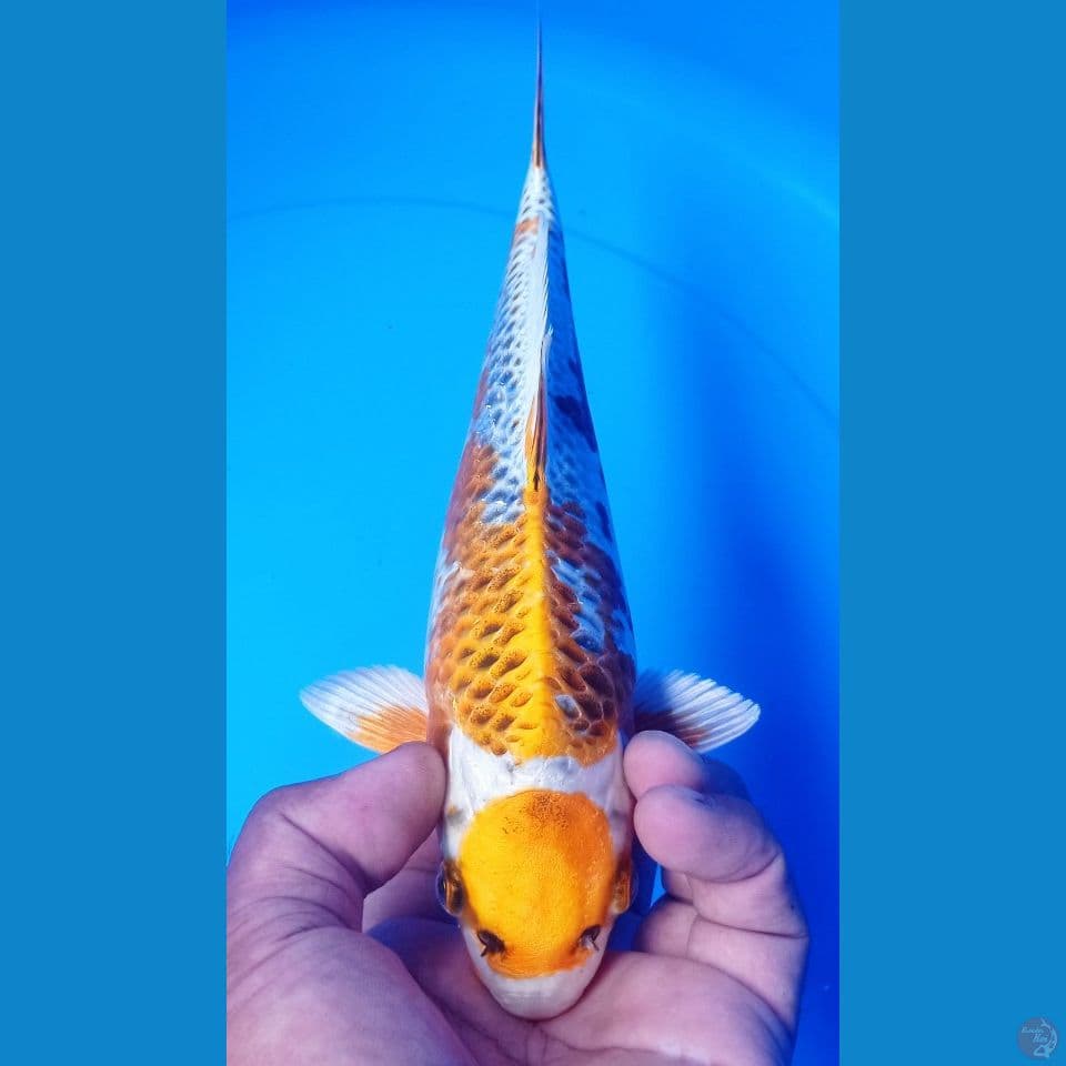 maruten 26
