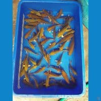 chagoi 11-19 cm 55 ekor
