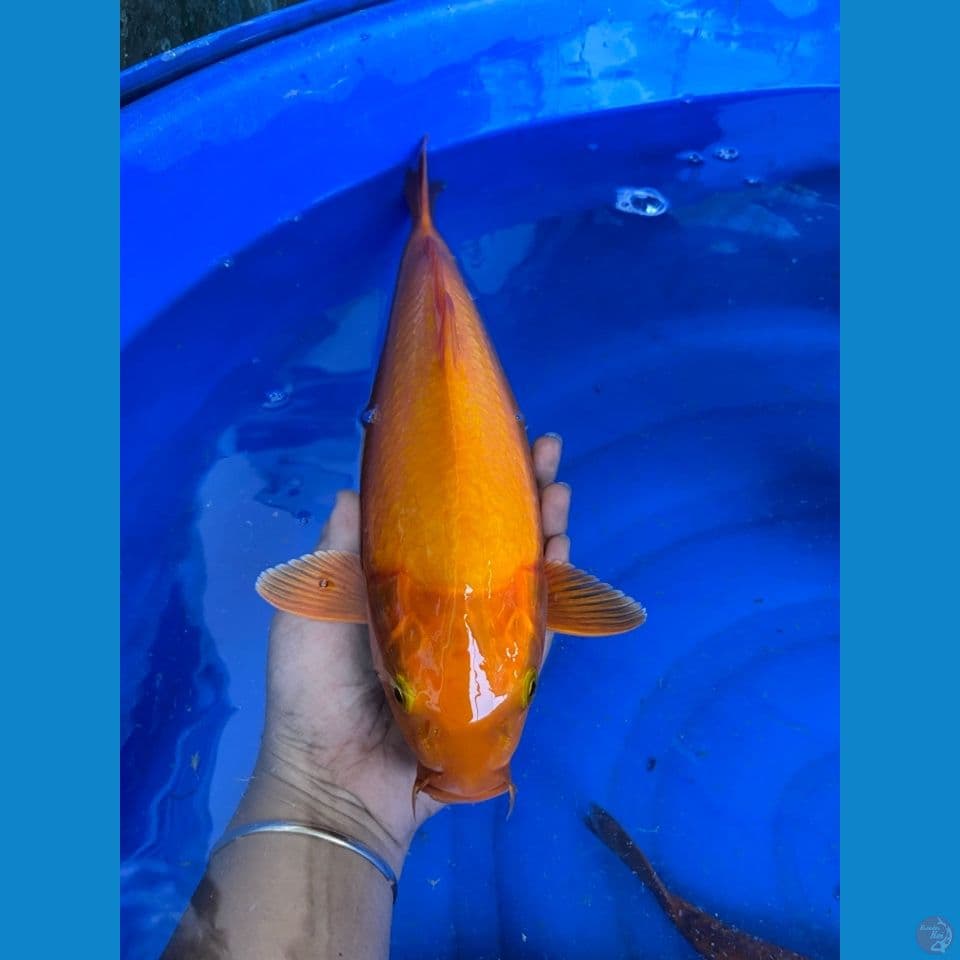 karashi punuk 34