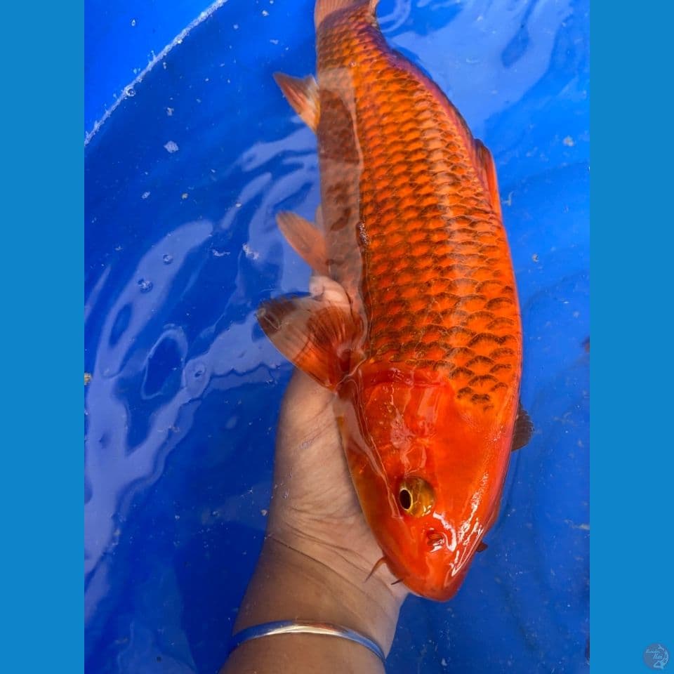 chagpi karamel sisik