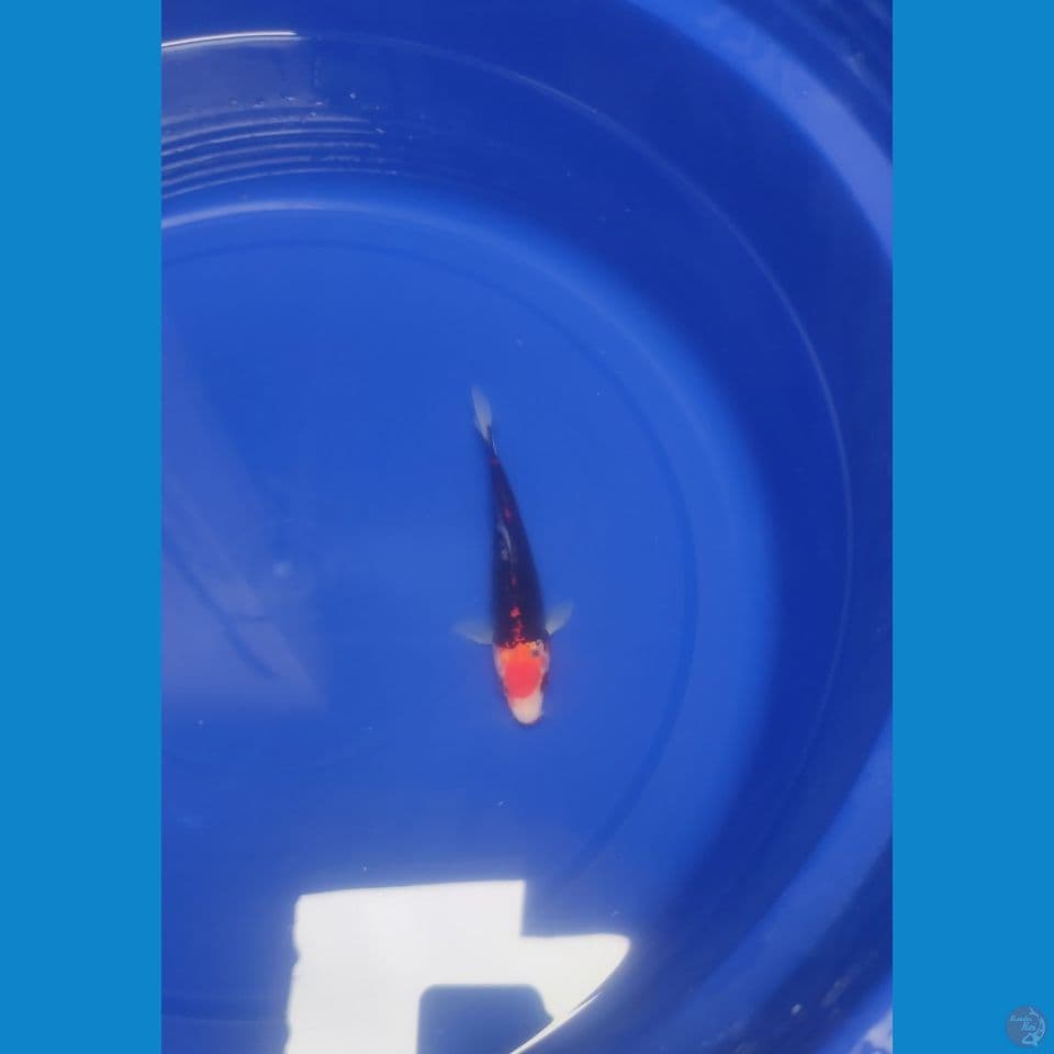 Beni Kumonryu Male 16cm™