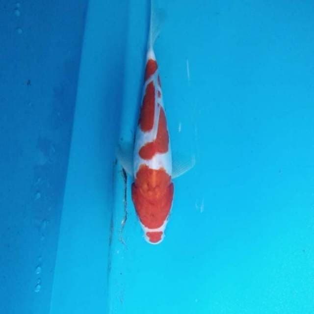 Sanke doitsu 24 cm