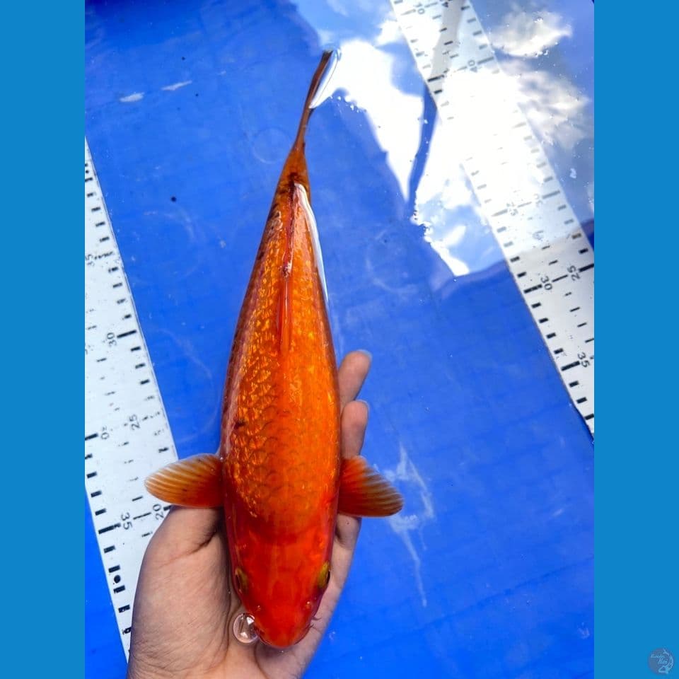 punuk chagoi karamel