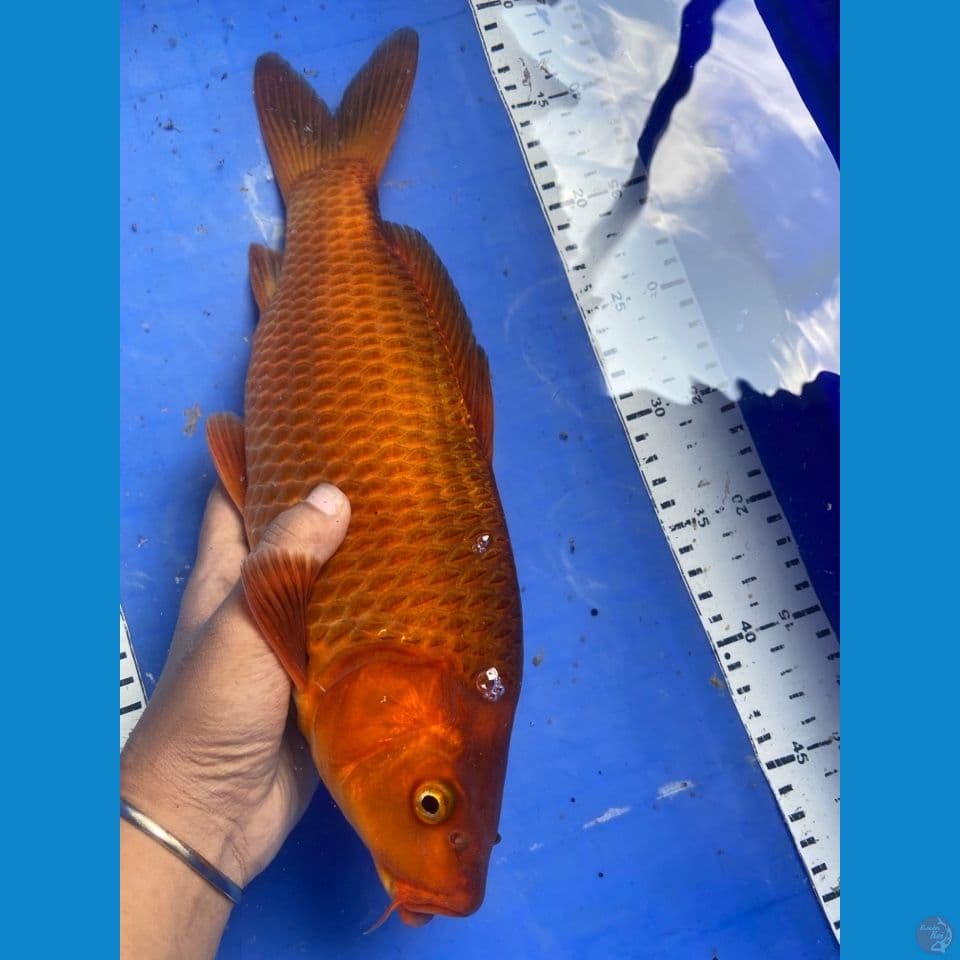 35 chagoi njagung