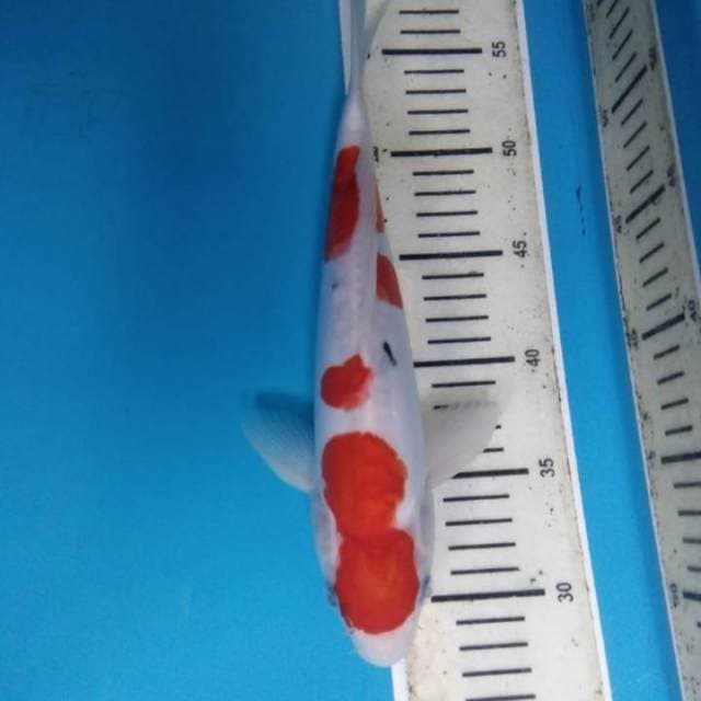 Sanke doitsu 30 cm