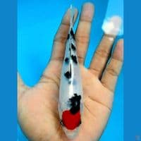original 17cm