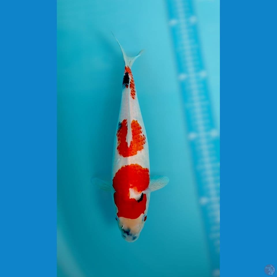 showa bulki 33 cm