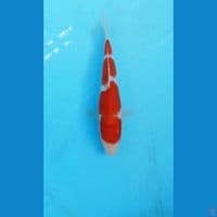 Kohaku 24cm