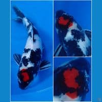 MALE/43CM TANCO SHOWA HQ ORYGINAL 